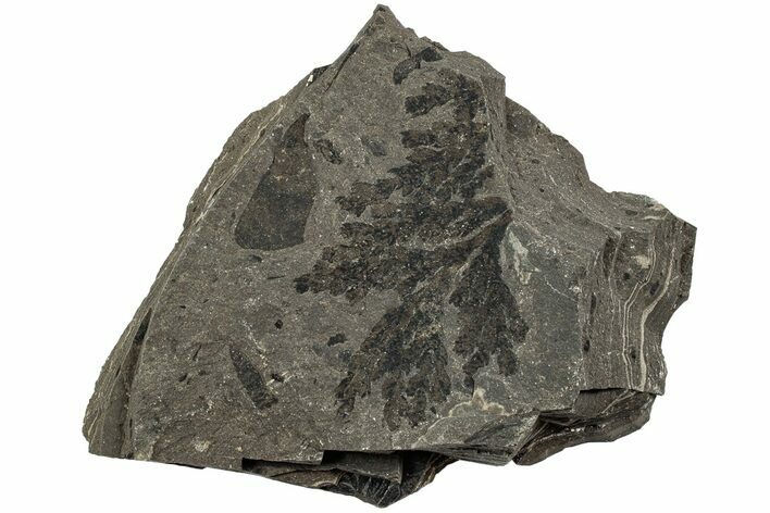 Fossil Leaf (Chamaecyparis) - McAbee, BC #226071